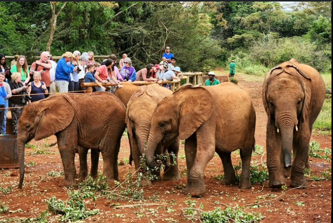 Elephant Orphanage